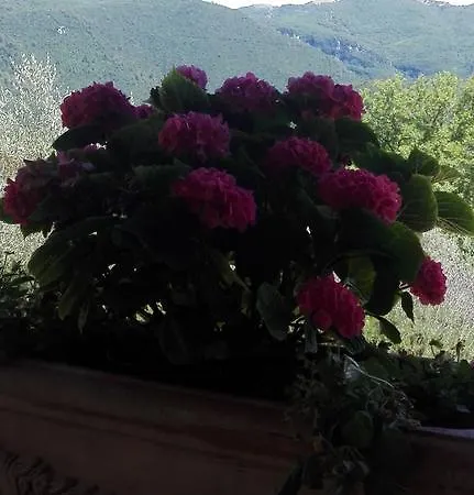 La Paladina